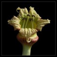 /album/kvety/crescentia-cujete-jpg/